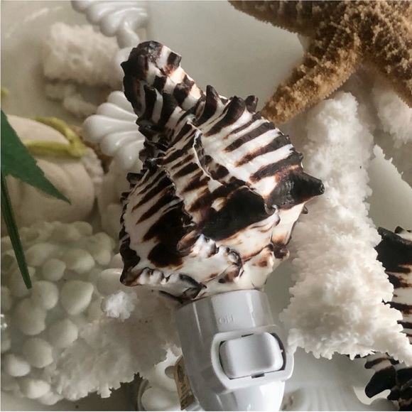 LADT ONE! NEW! Natural Black & White Murex Seashell Night Light - Picture 1 of 7